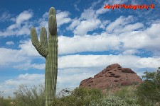 Desert.jpg (22844 bytes)